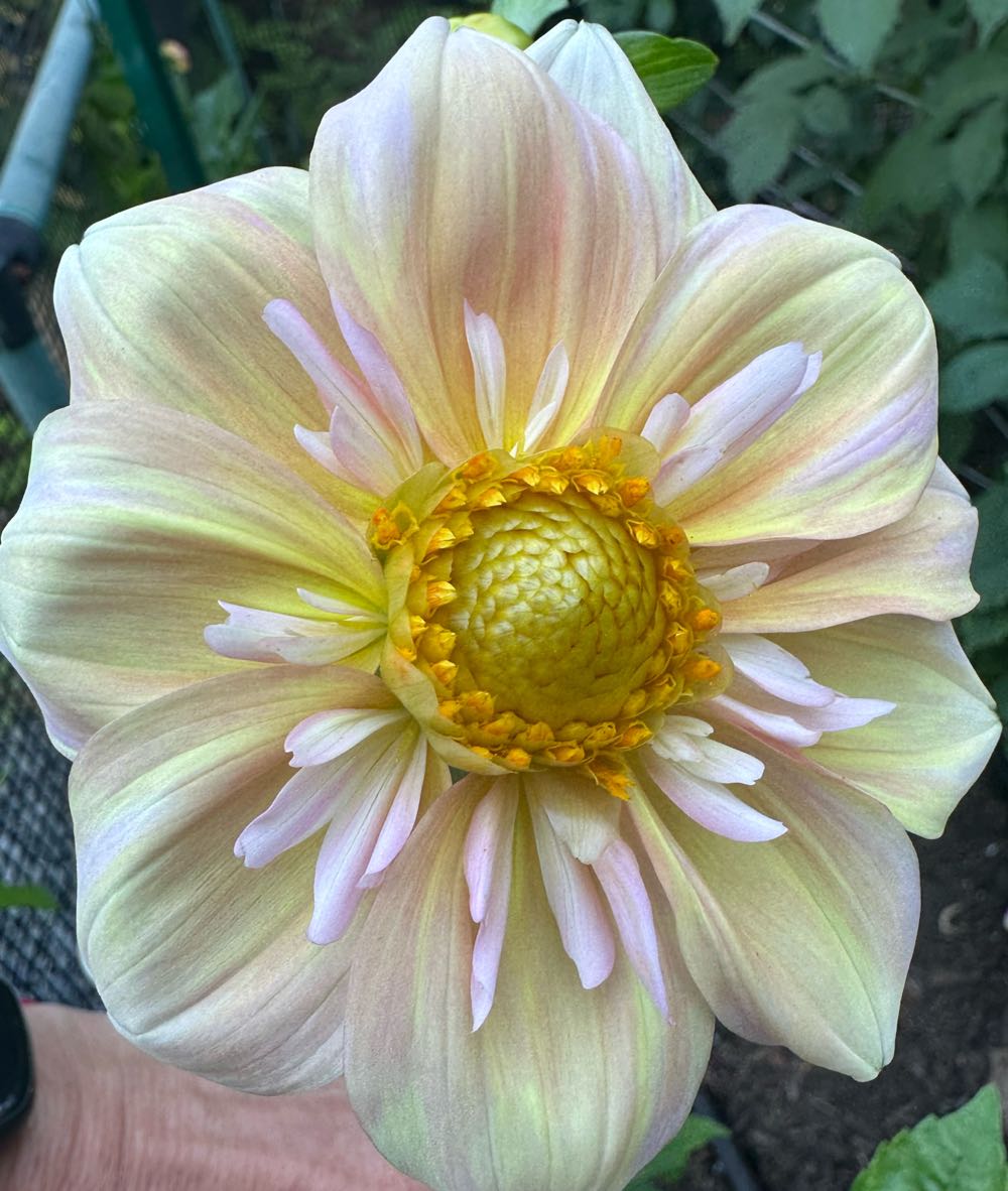 Mickey,Donald, Minnie