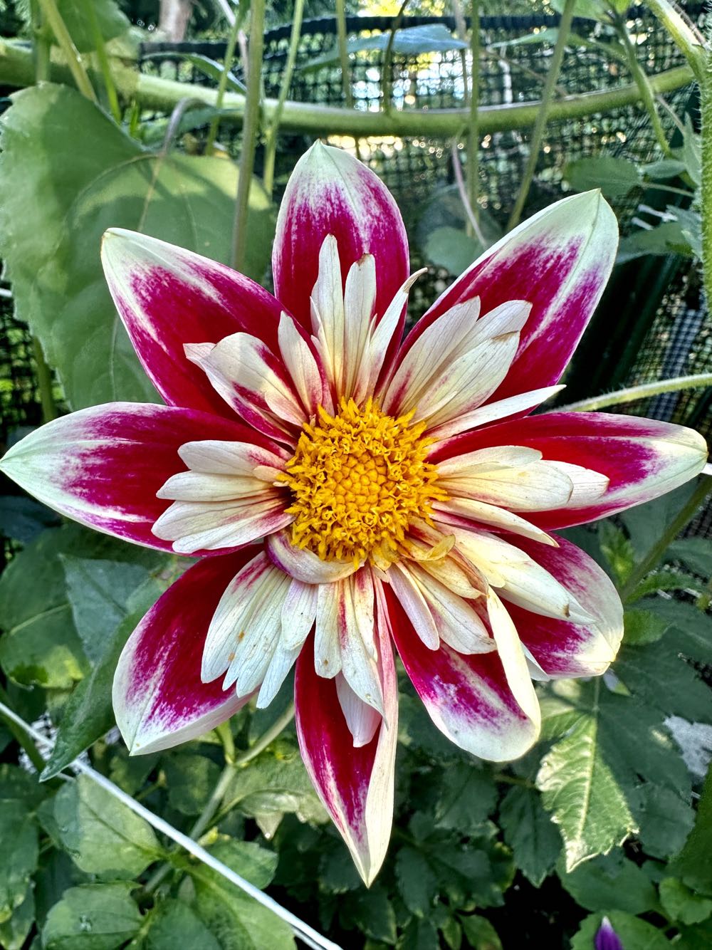 Shopping  Teamwork #82584