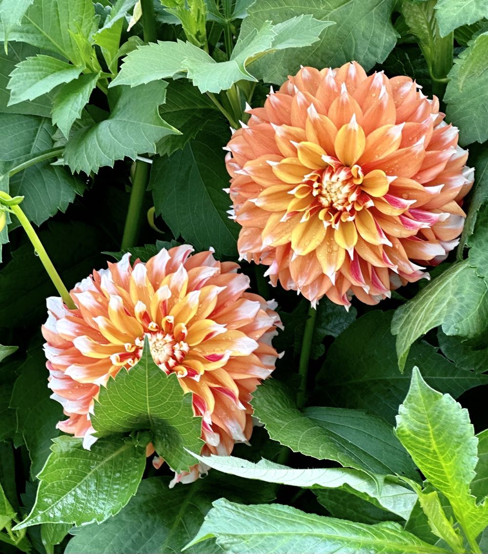Mandolin With Gold And Red