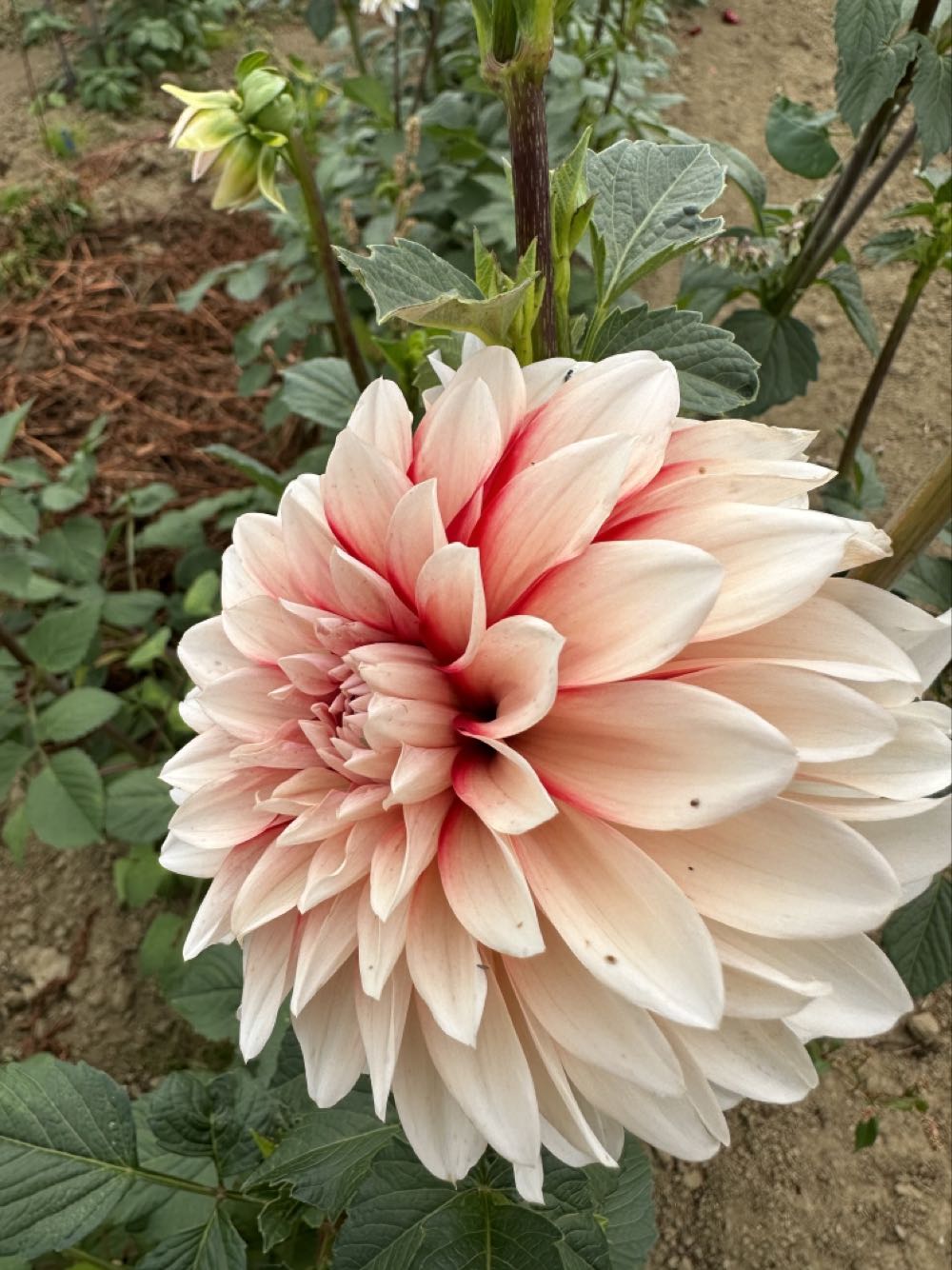 Various Socket Wrenches 