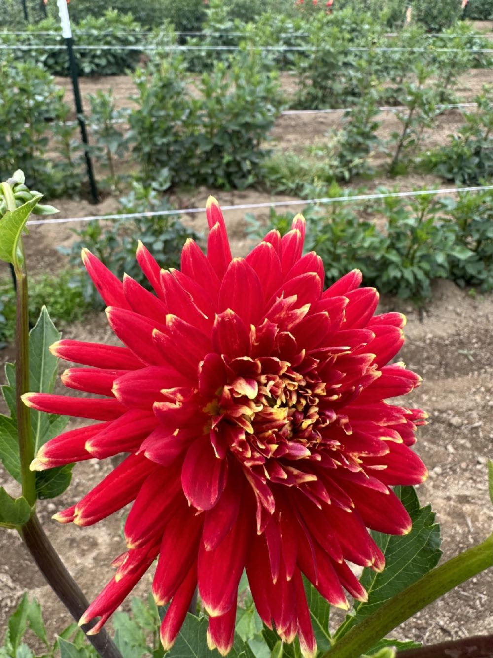 Christmas Holiday Time Silver Glitter Icicles Ornaments Pack Of 24