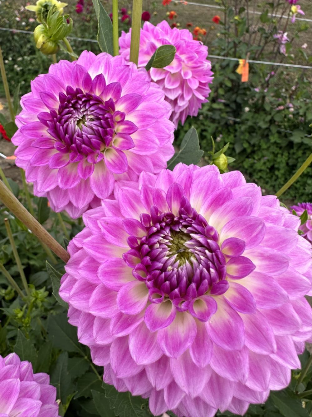 Cute as a Button Companion SE