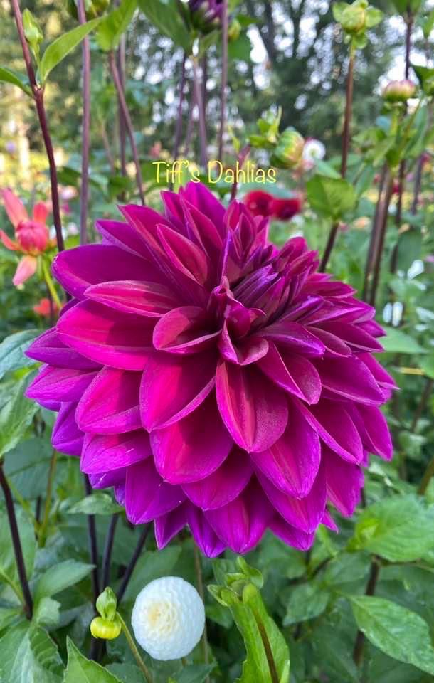 Sand Sht4.5x5.5 100g 6pk