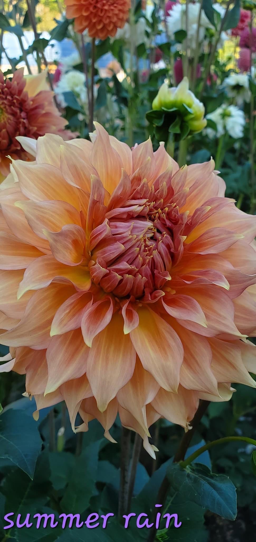 Spidey Spins a Snowflake