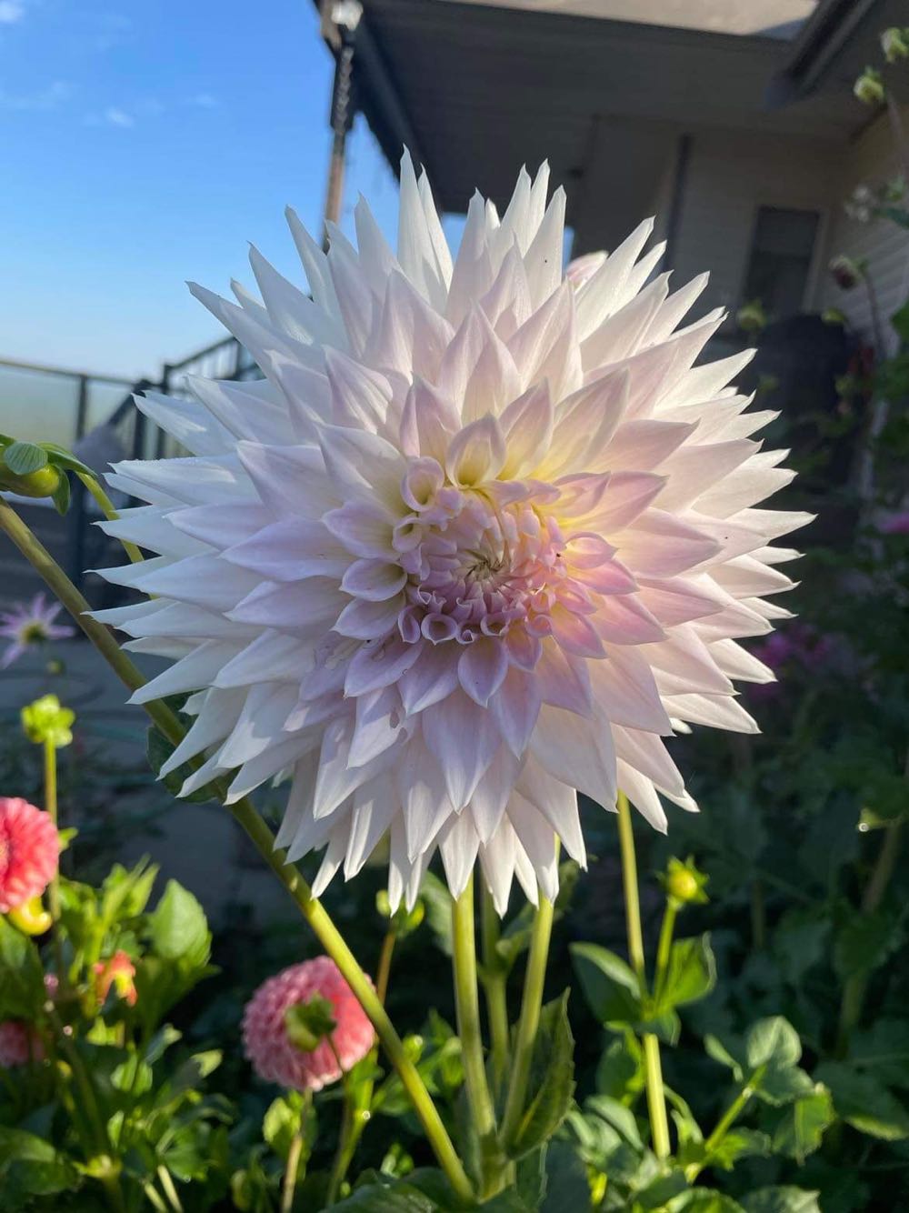 Shiny Brite - Fancy - Chandelier - Red