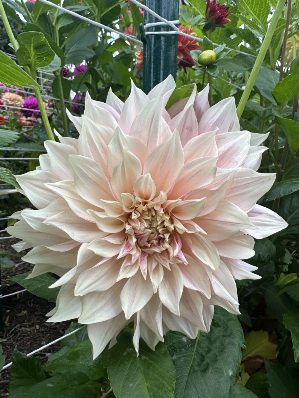 SUPER - Hallmark Marvel Deadpool Funko Pop! Christmas Ornament