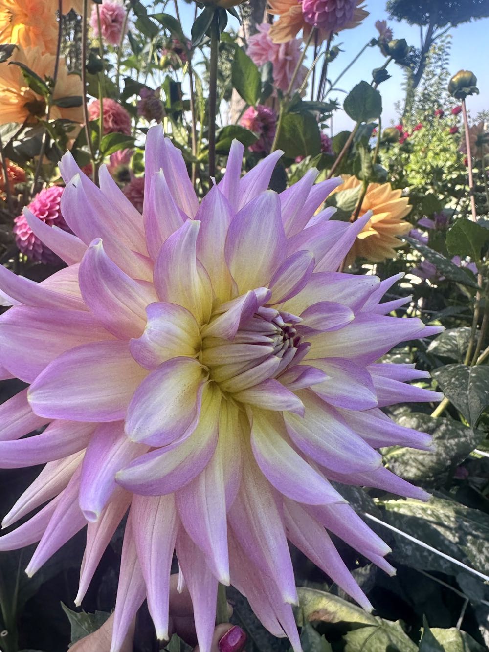 Art Plastic - Angel - With Mandolin