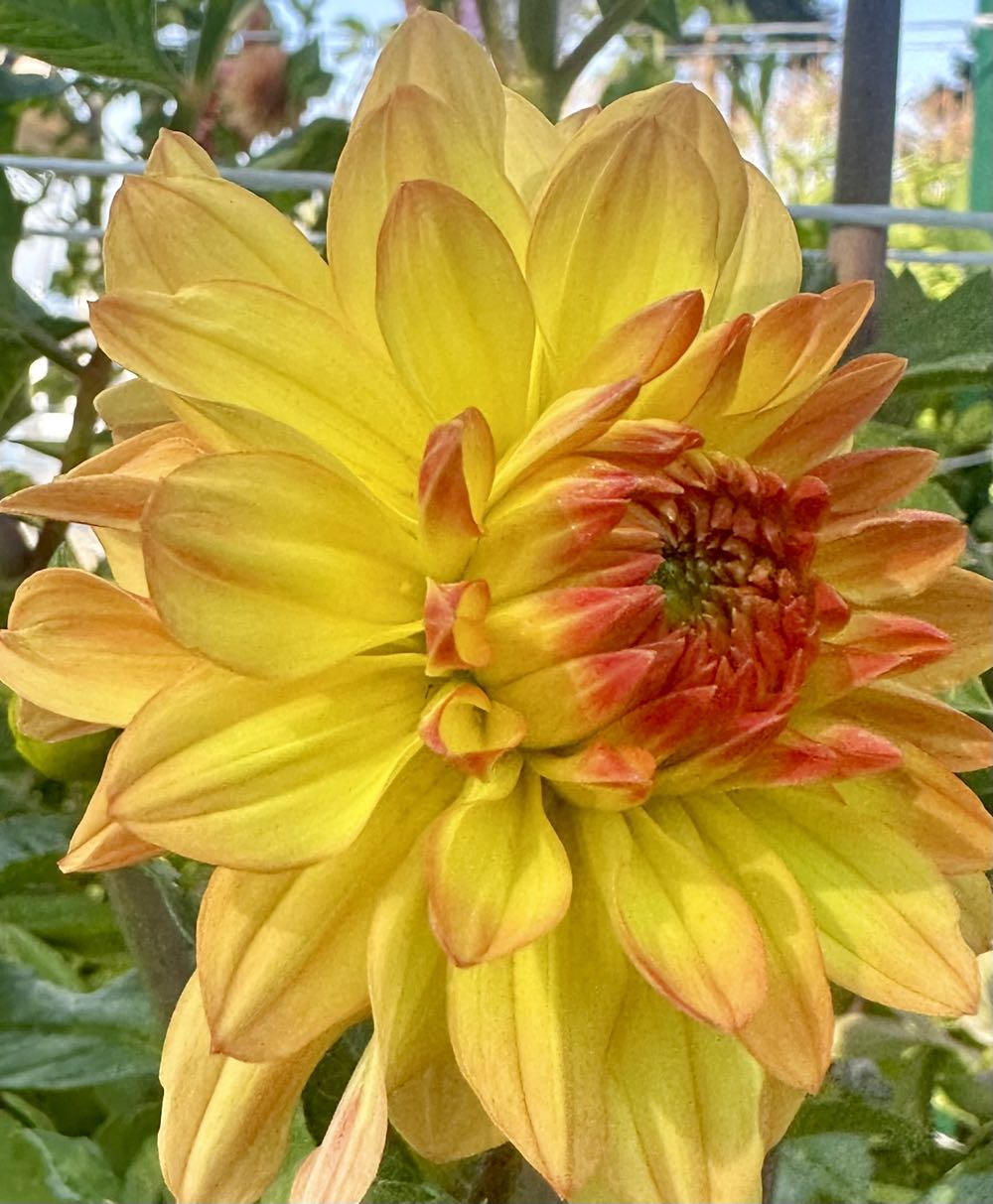 Horrornaments Coven Of Witches