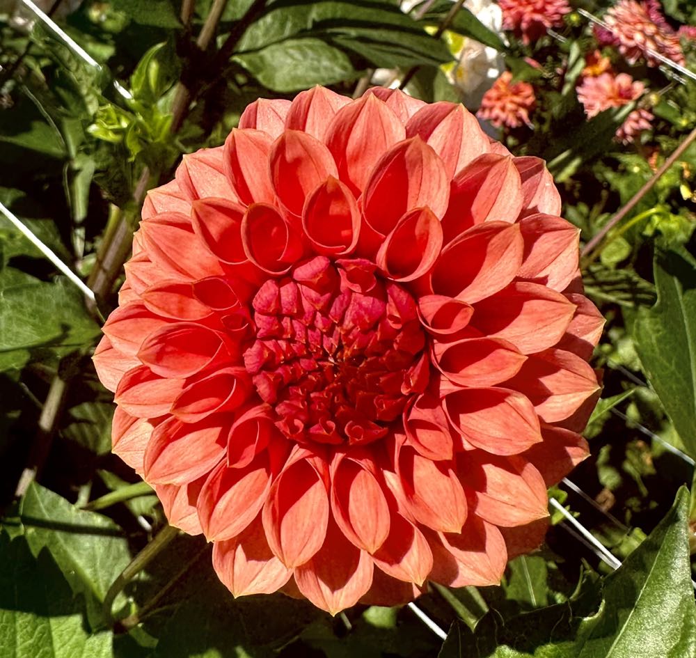 Dimensions ’chickadee In Pink’ Mini Needlepoint Kit For Beginners 14 Mesh Canvas 5’’ X 5’’