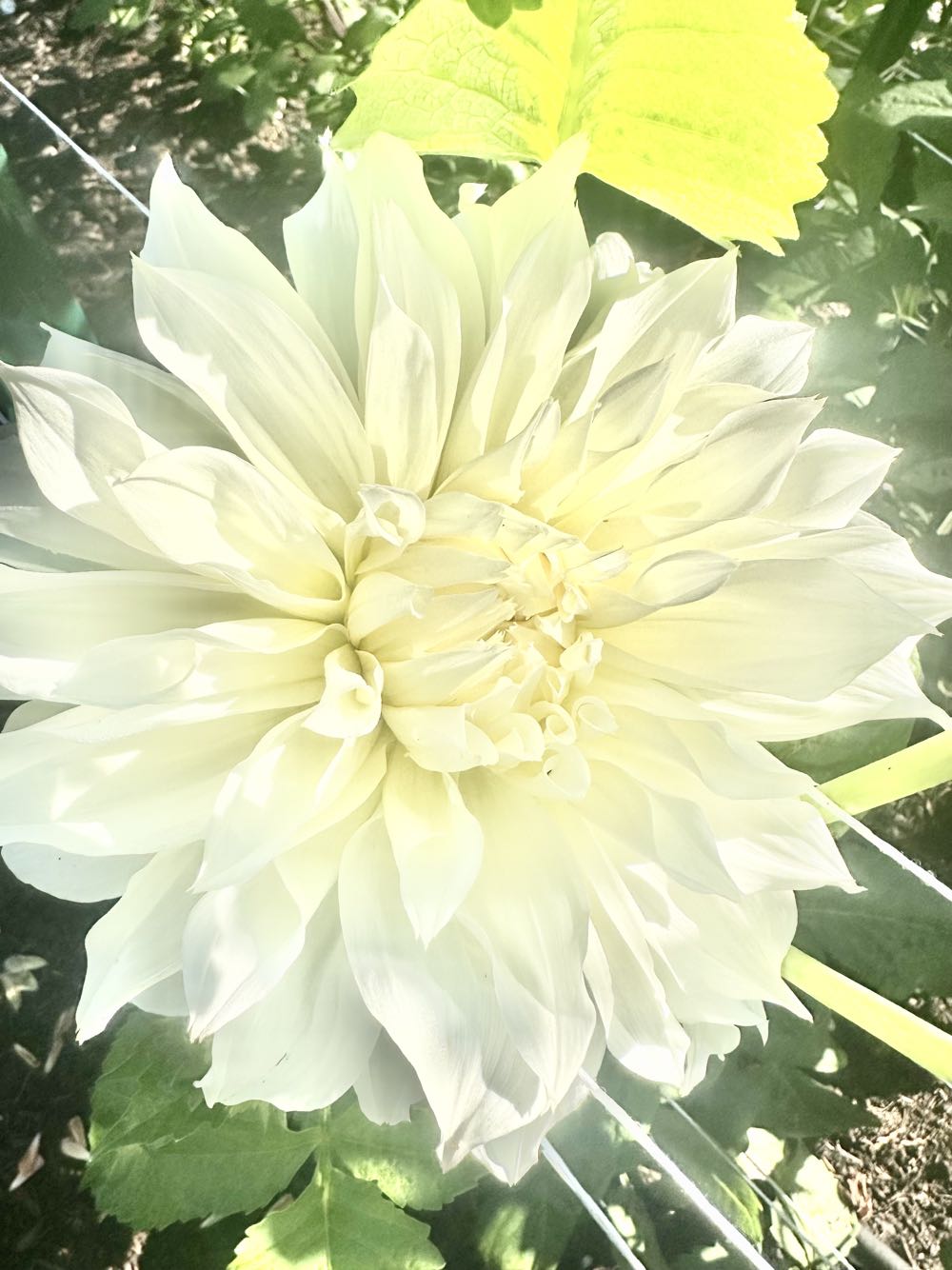 Marauder’s Map Mug