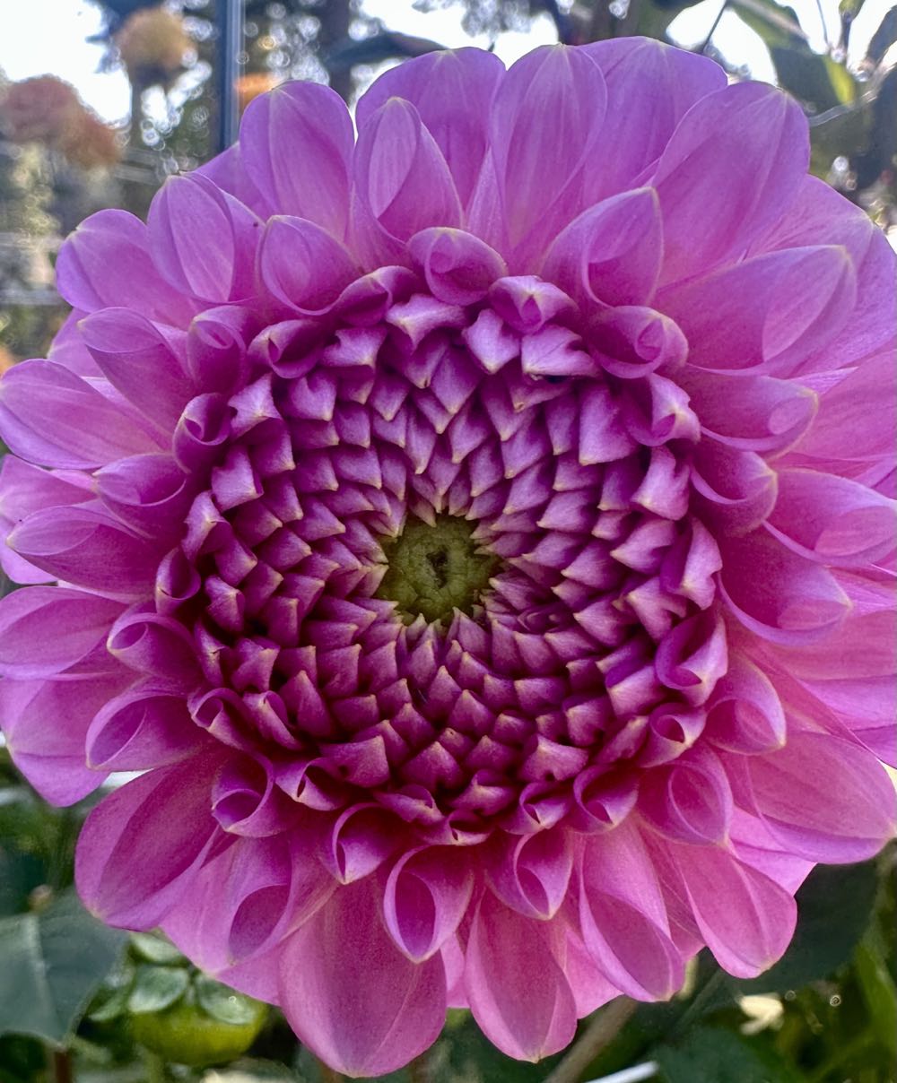 Jack Skellington & Sally