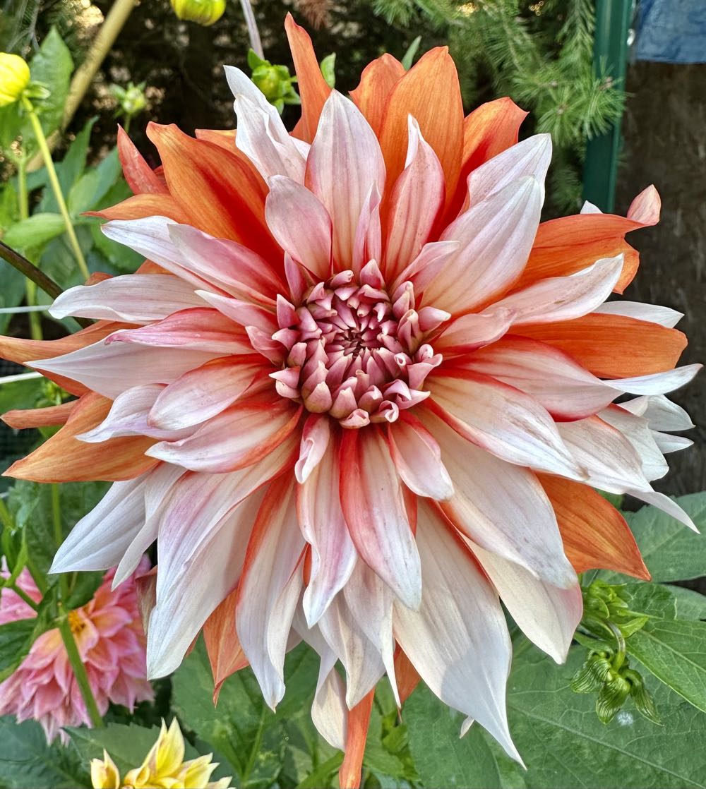 Century - Christmas - “Merry Christmas”