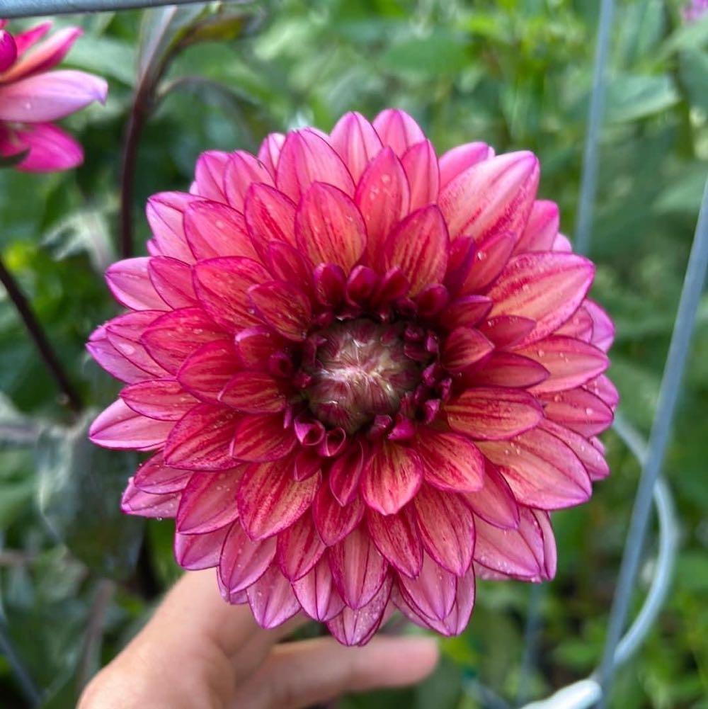 Architectural Antiques