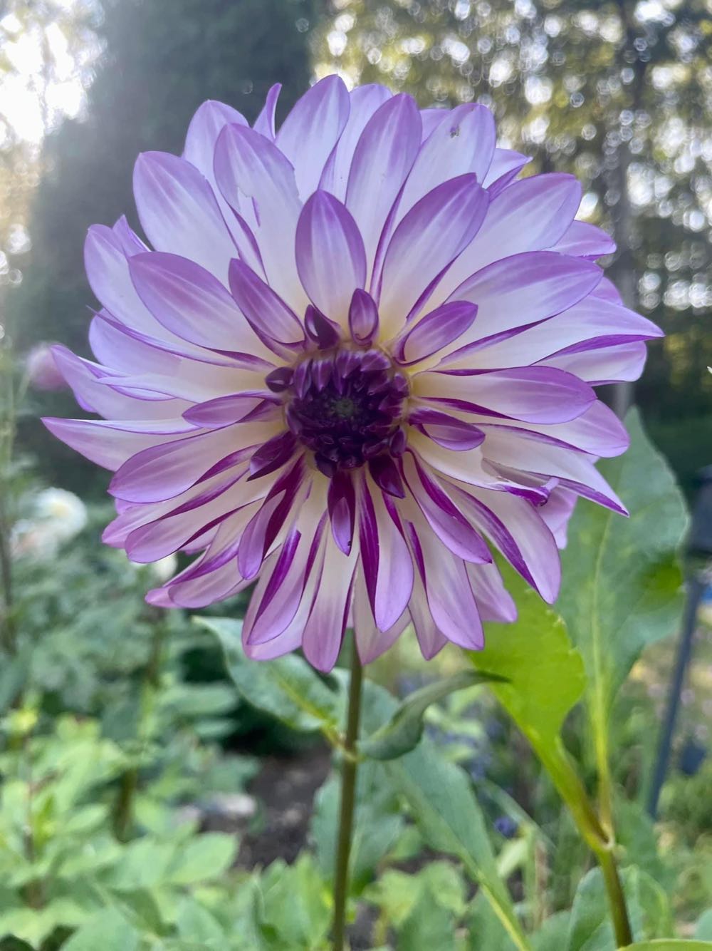 Mini Disney The Little Mermaid Ariel