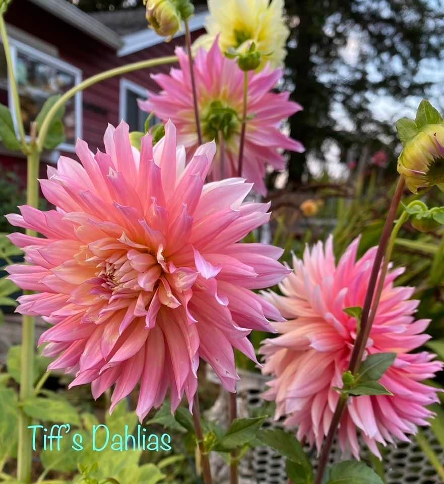 Home For The Owlidays