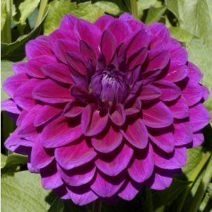 The Elf On The Shelf