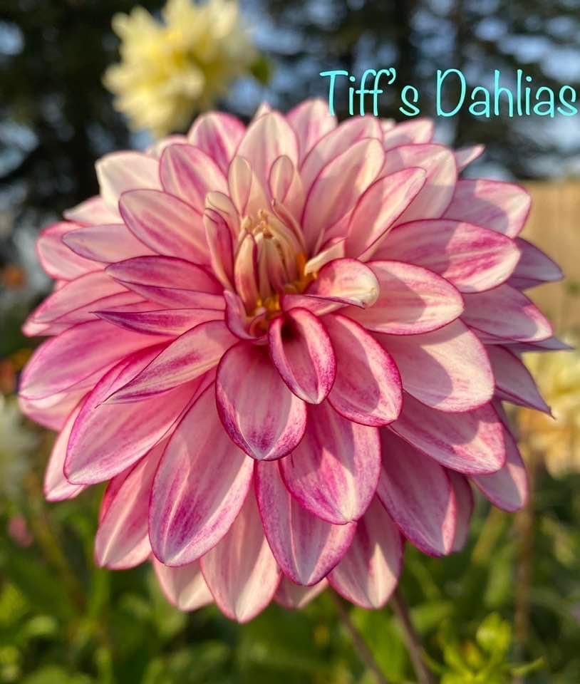 Lapel Pin Hi Cutie! Mouse