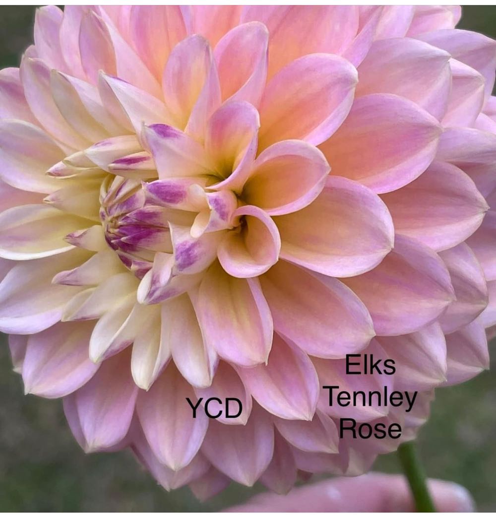 Image 77202