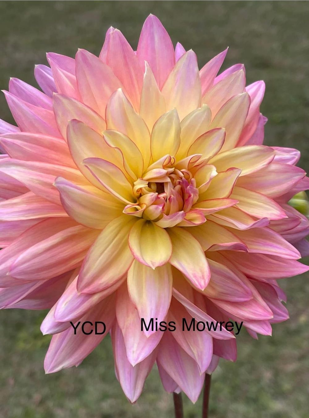 Disney - EZ Light - Sleeping Beauty