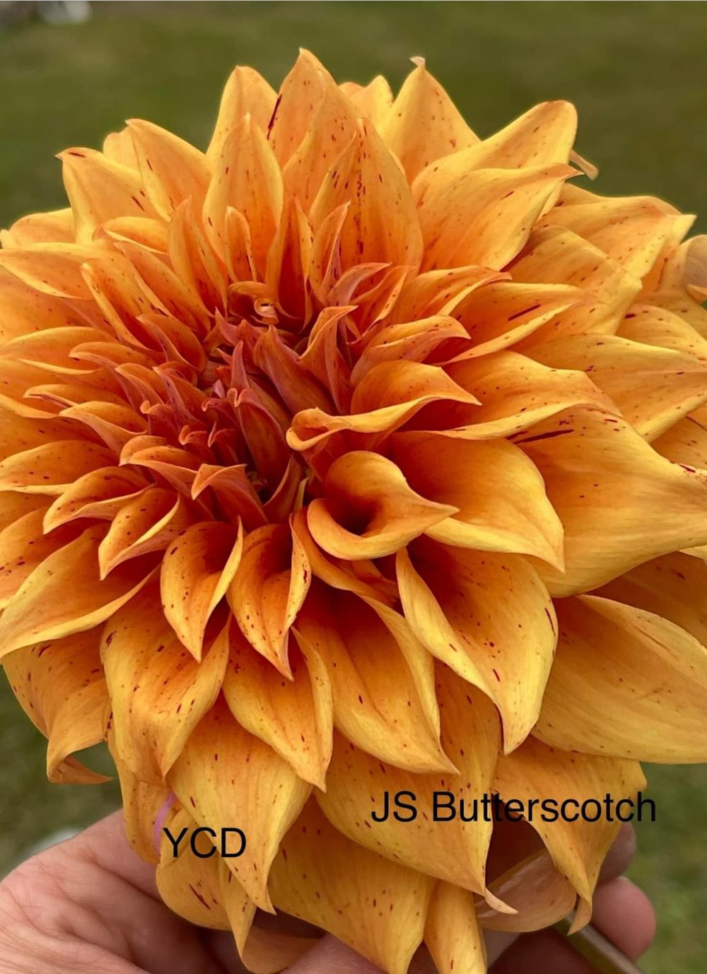 Castillo De San Marcos