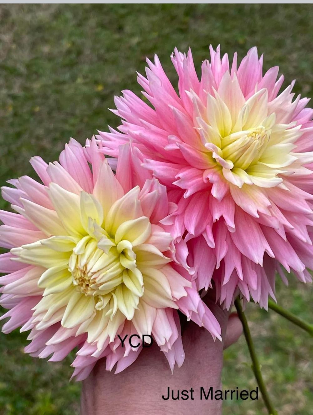 Bronner’s - Round - Nativity - Red