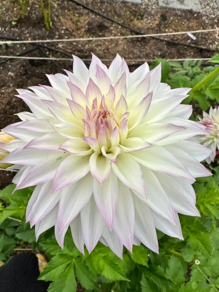 Hallmark Keepsake Christmas Ornament Dc Wonder Woman Outfit Glass Wonder Woman Gifts