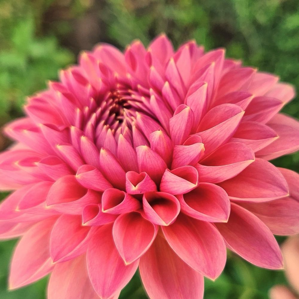 Kringle’s Whirligig