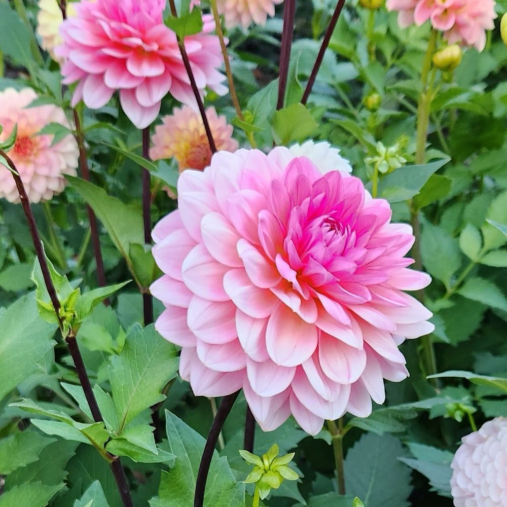 Shoveling Buddies For Hire