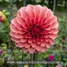 Miniature Rocking Horse #2