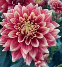 Christopher Radko Presents 12 Glass Christmas Tree Ornaments