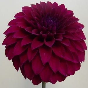 Old World Christmas Box Of Crayons Blown Glass Unique Christmas Ornaments For Christmas Tree Decorations