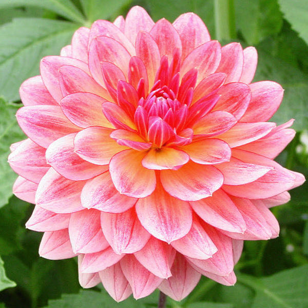 Sleeping Beauty Castle