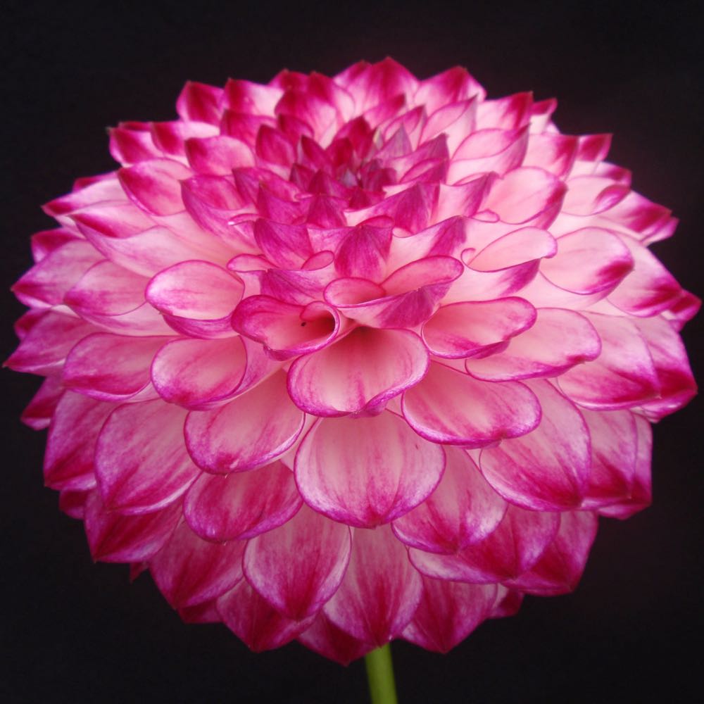 Current - Stocking Hanger - 1990 - Merry First Christmas