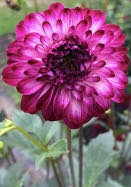 Home For The Howlidays