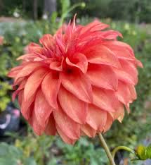 Snoopy On Ski’s With Glasses