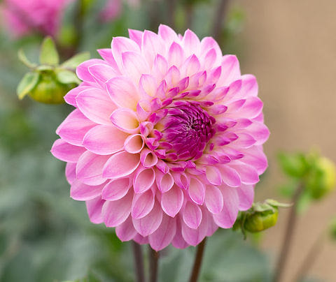 Mary Todd Lincoln Peg