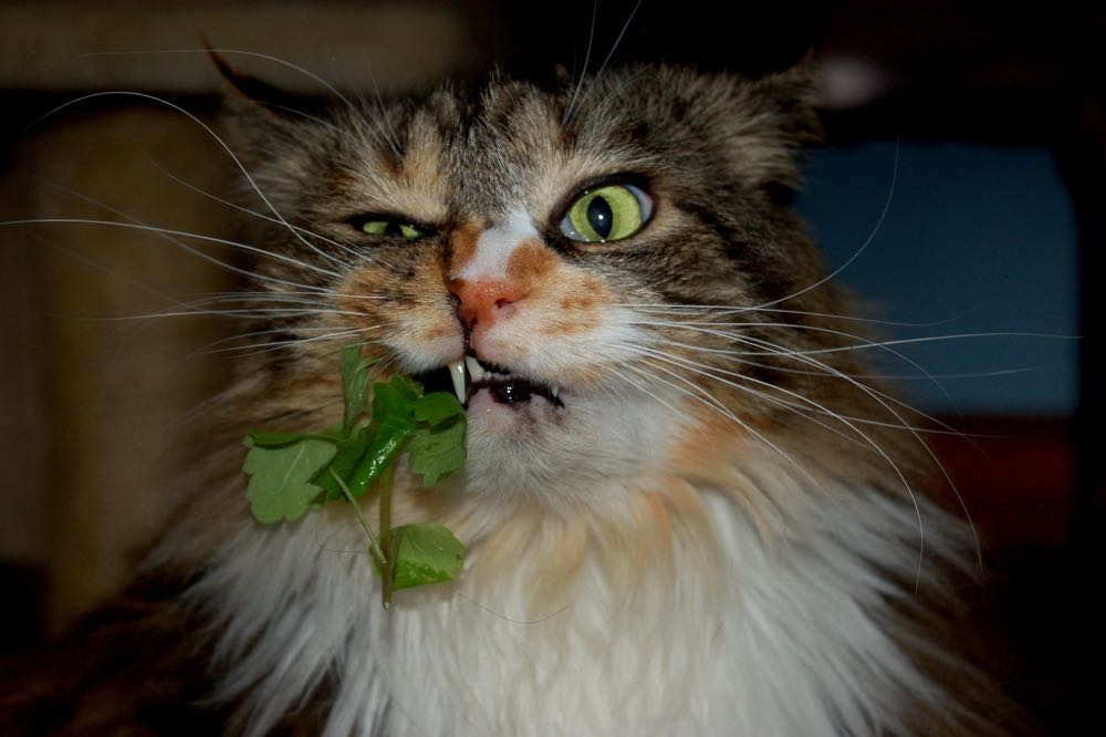 Image 83059