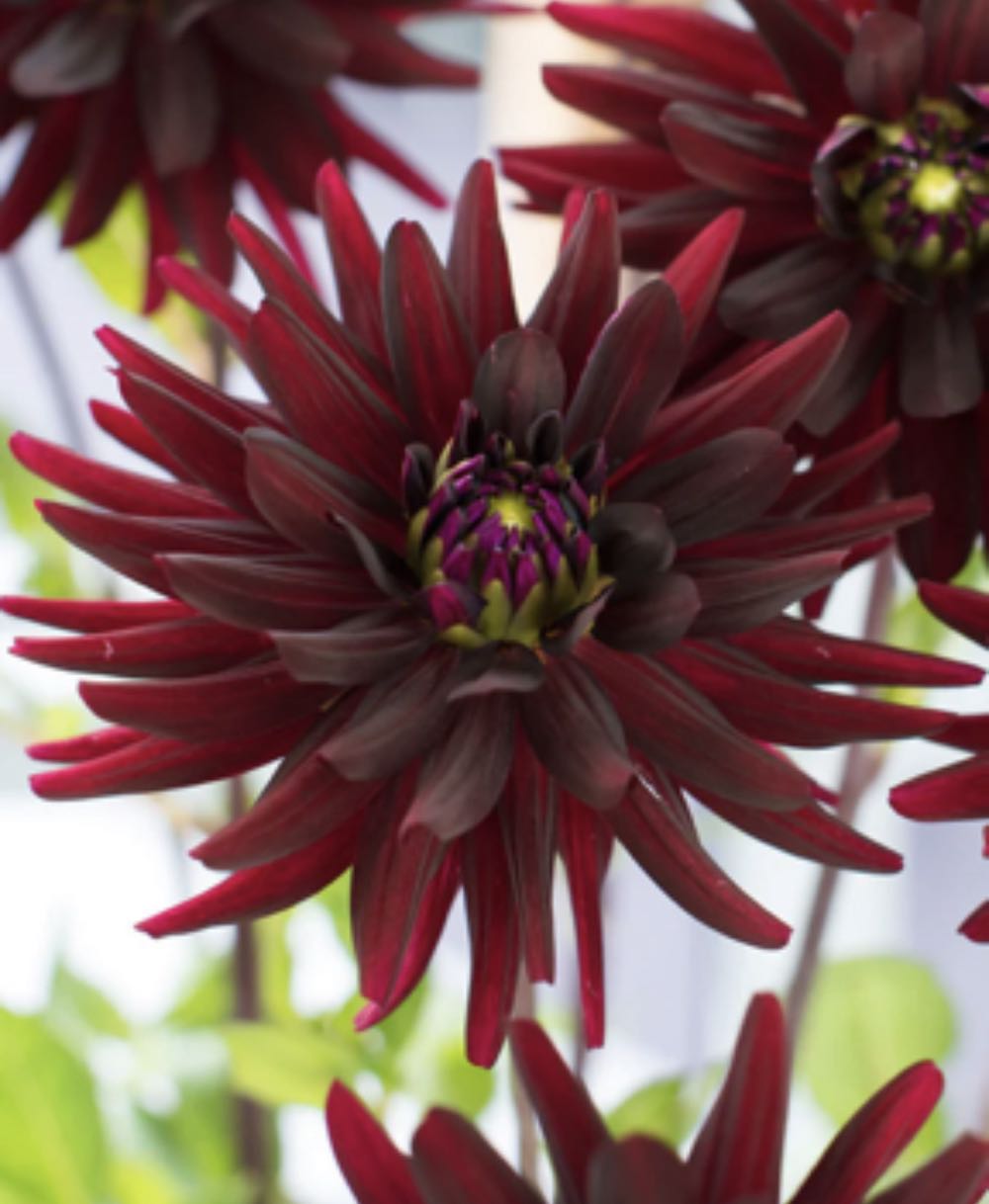 KOC: Christmas Windows: 02: Sweet Shop