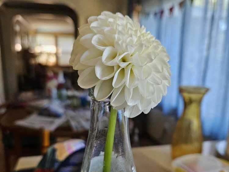 1  ornament collectible - Main Image 2