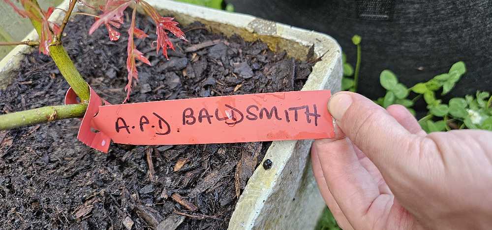 Angel - Holding Candle