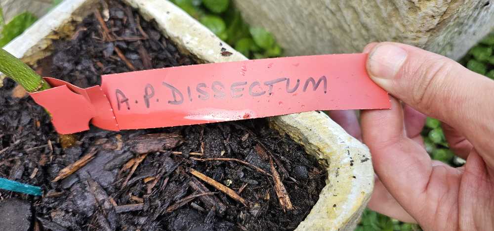 Coca Cola - Promotion - Bright Bird - Ornament