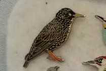 Haunted Mansion, Grave Yard Singing Ghost Big Ears