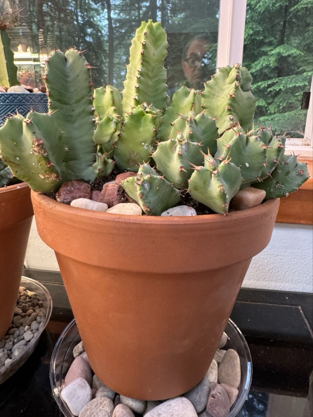 Euphorbia Resinifera  pin collectible - Main Image 2