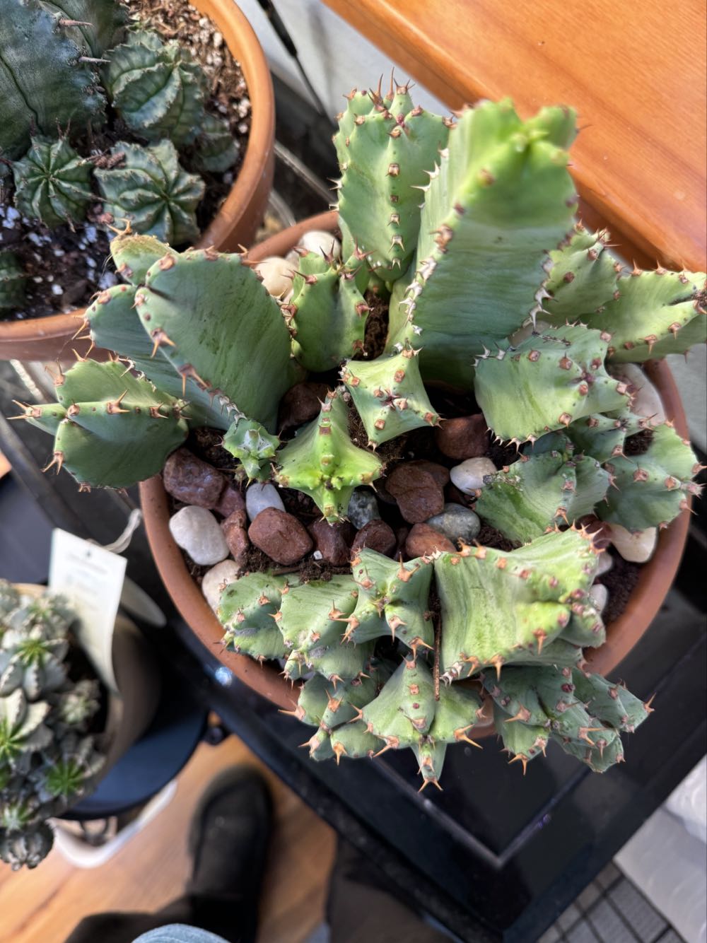 Euphorbia Resinifera  pin collectible - Main Image 3