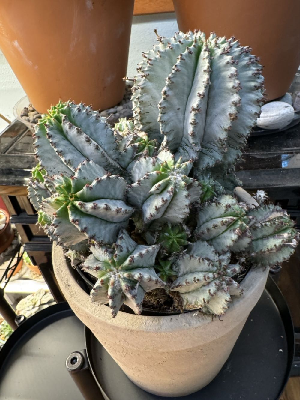 Lanyard Starter Set- Peter Pan