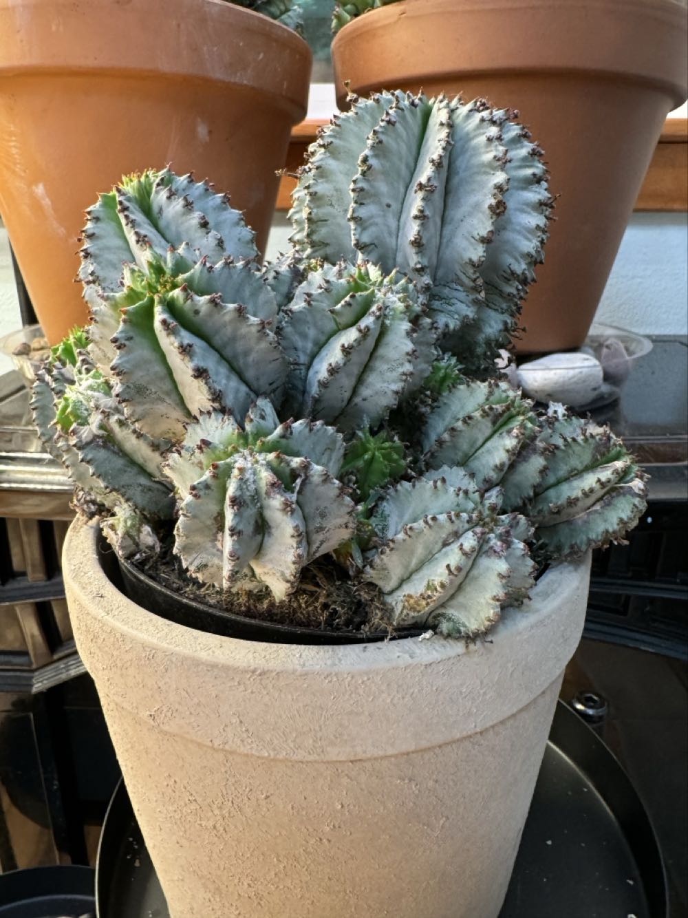 Euphorbia Horrida var Major Nova  pin collectible - Main Image 2