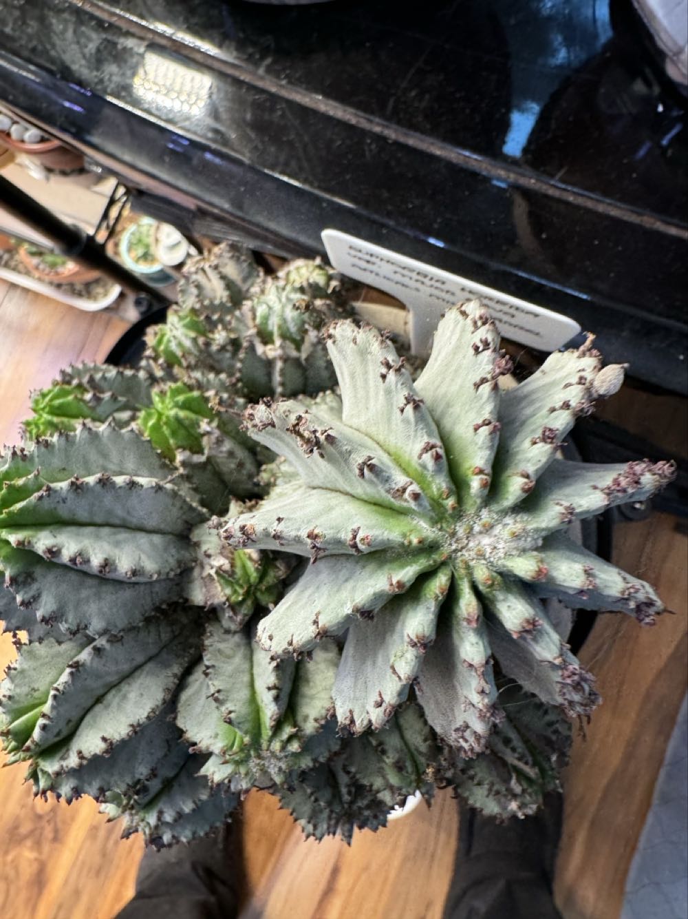 Euphorbia Horrida var Major Nova  pin collectible - Main Image 3