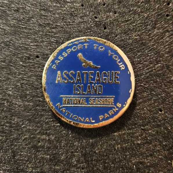 Zebra - Animal Kingdom