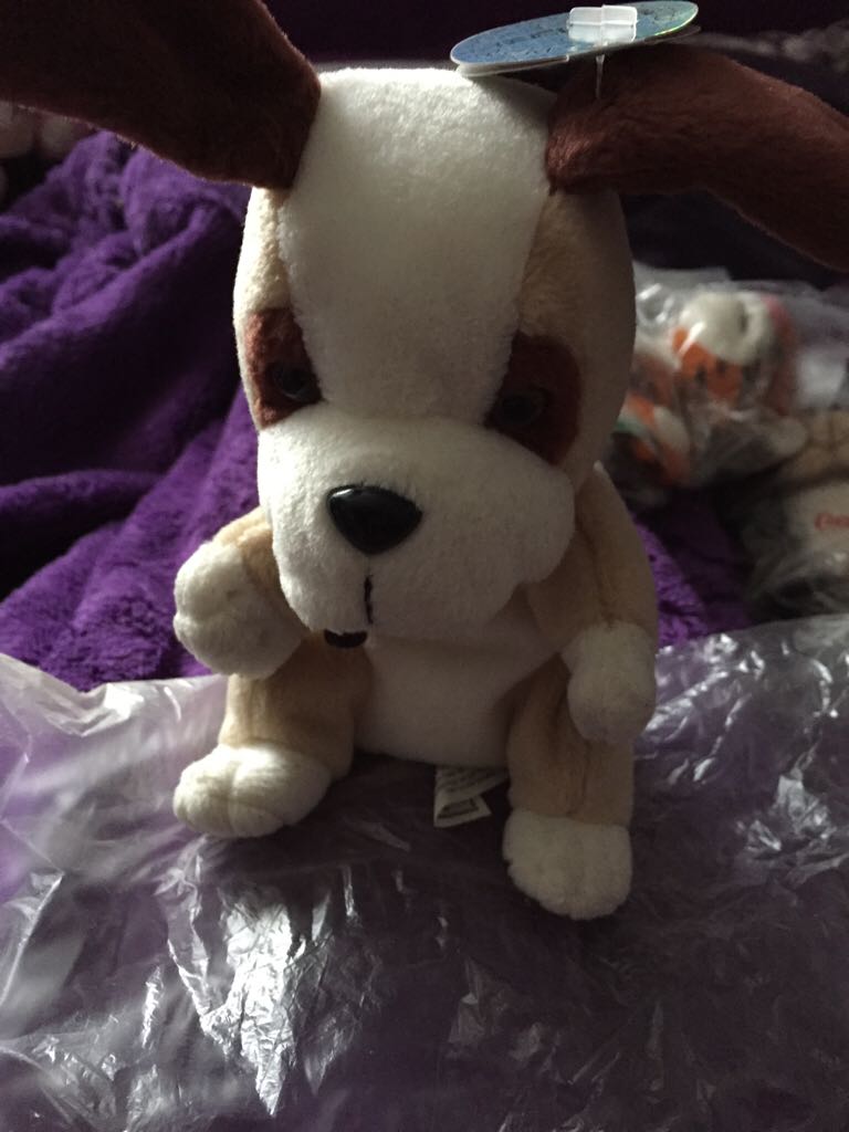 Issy The Bear Seattle