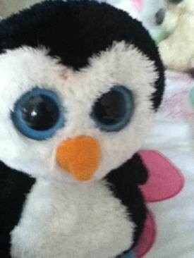 Perkins The Dog (buddy)